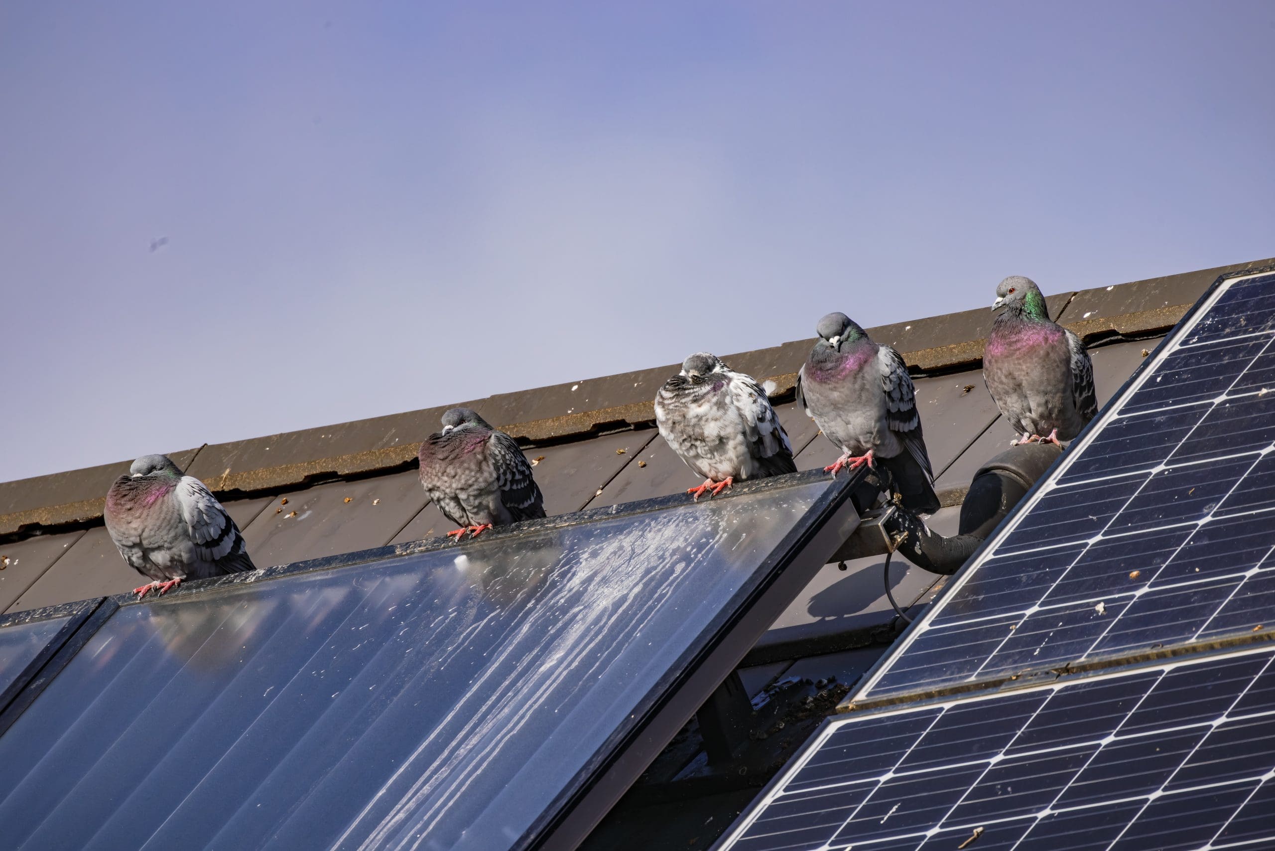 Five pigeons perch on the edge of a rooftop beside solar panels under a clear sky. The panels reflect light, and the pigeons are closely grouped together.