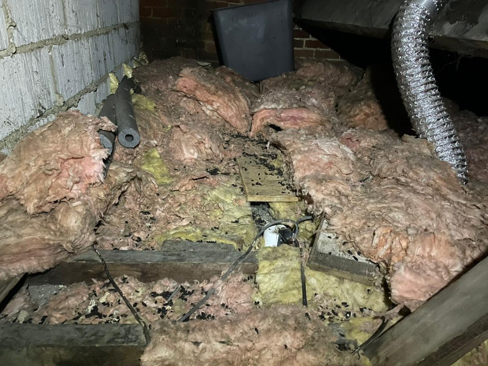 An attic with exposed fiberglass insulation scattered about, showing signs of damage and droppings likely from pests. Wires and ducts are visible along with a plastic bin in the background. The ceiling beams and brick wall are also partially visible—an urgent case for pest control.