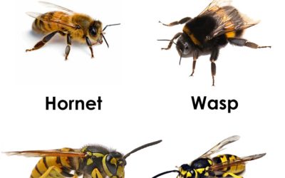 Our bees and wasps are in decline!