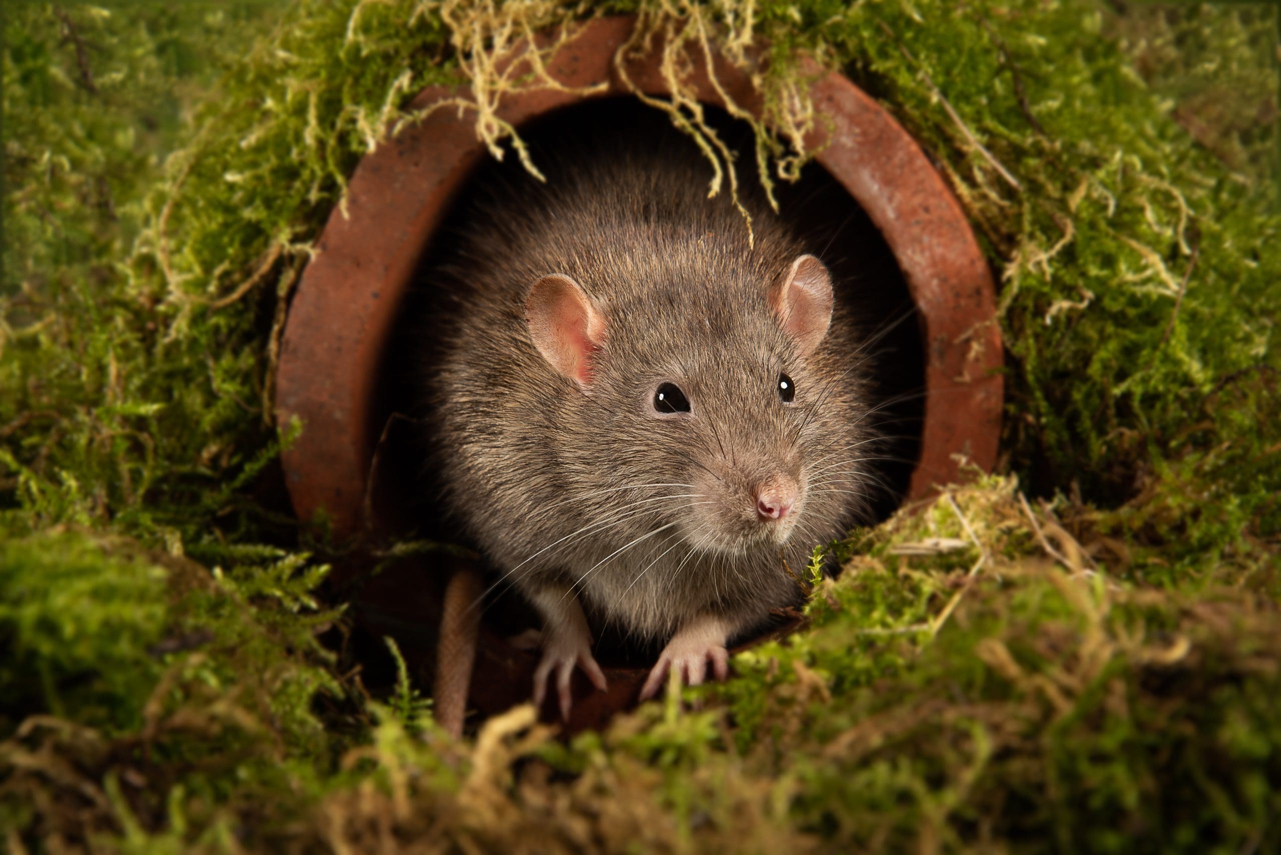 A brown rat with pink ears and whiskers sits at the entrance of a round, moss-covered tunnel, surrounded by green moss and natural foliage.
