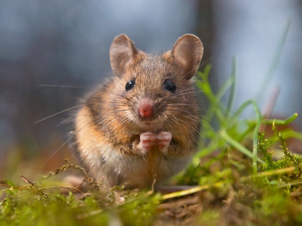 A close-up photo of a mouse standing on its hind legs in a patch of grass. The mouse, which could be a focus of pest control efforts, has a brown and white fur coat, large round ears, and black eyes. The background is blurred, drawing attention to the mouse's face and front paws.