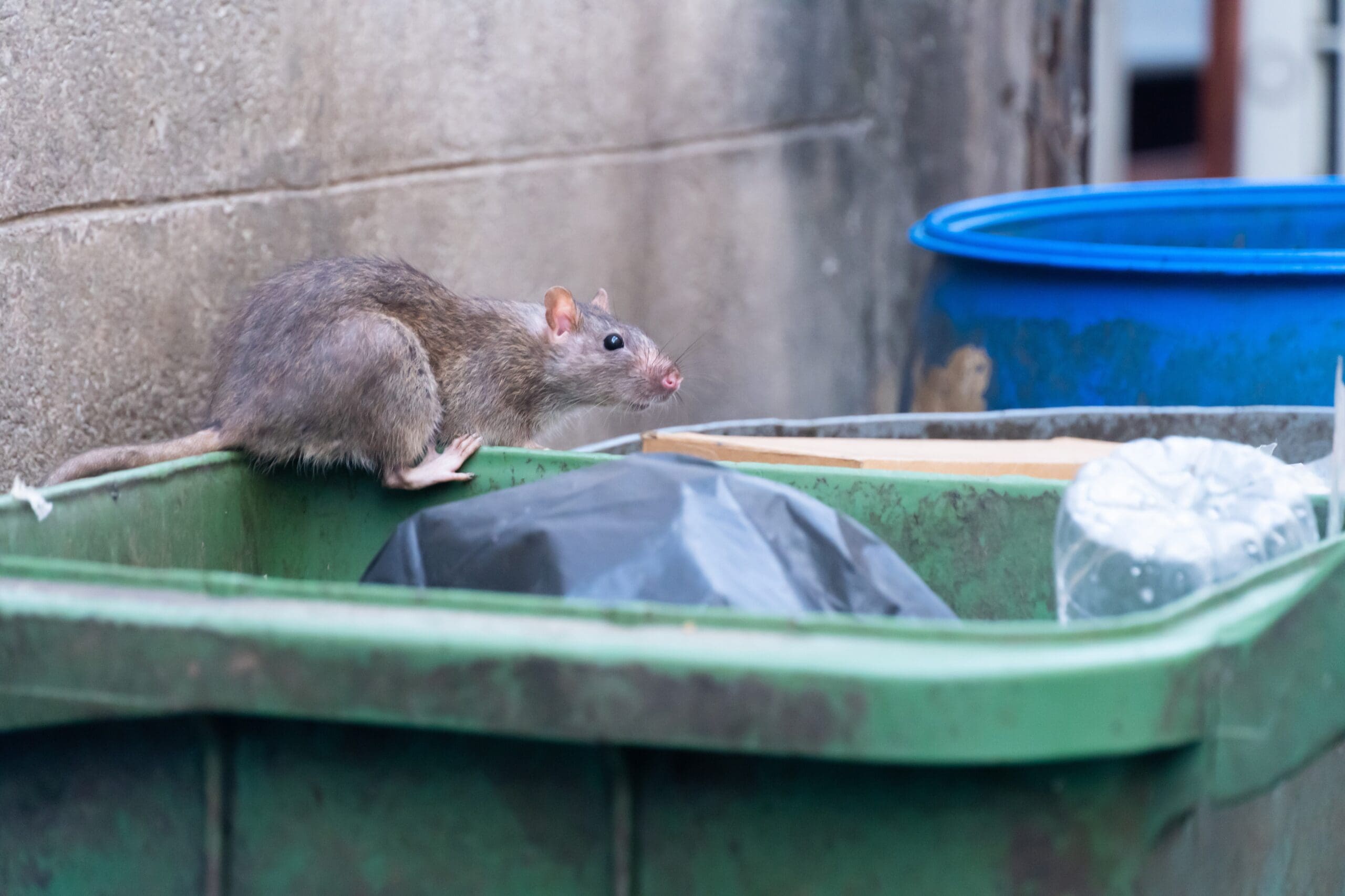 A rat is perched on the edge of a green trash bin filled with various waste items. A grey concrete wall serves as the backdrop, and a blue barrel is visible in the background, highlighting the need for effective pest control measures.