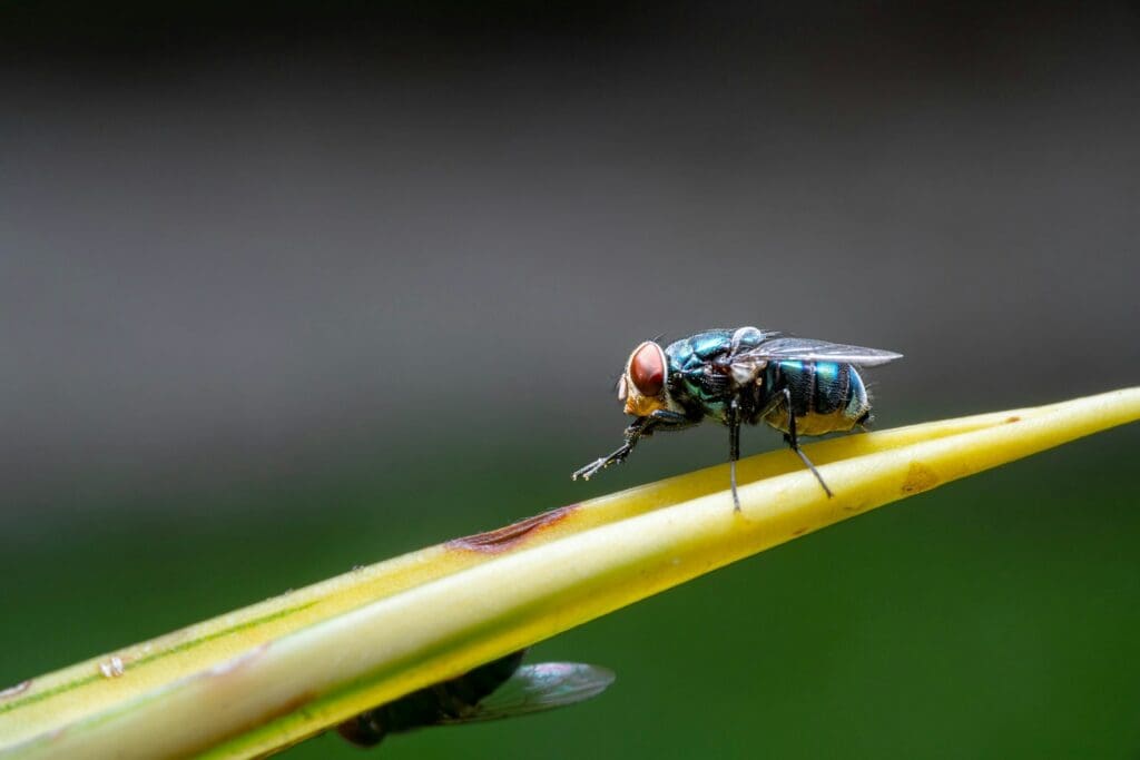 Close-up of a metallic blue-green fly with red compound eyes, perched on a green leaf. The background is blurred, emphasizing the intricate details of the fly and the leaf, creating a striking contrast that highlights the importance of effective pest control.