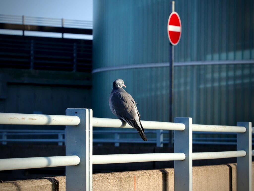 A pigeon is perched on a white metal railing near a no-entry road sign. The background features industrial structures and buildings with a bright blue sky. The sunlight casts shadows, highlighting the bird's grey feathers, while pest control measures keep the area clean and safe.