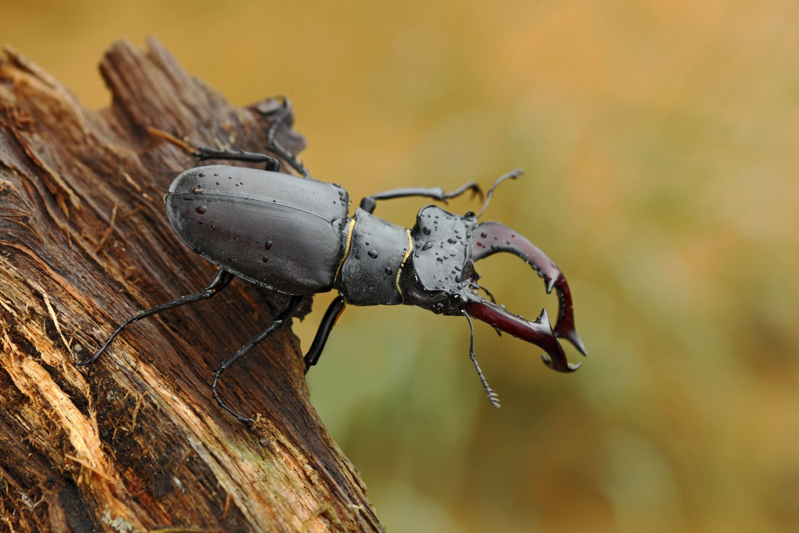 A close-up image of a stag beetle on a piece of wood, showcasing its black body and large, reddish-brown mandibles. Small water droplets add a slight shine to its exoskeleton. The earthy tones in the blurred background highlight the beetle, often studied in pest control research.