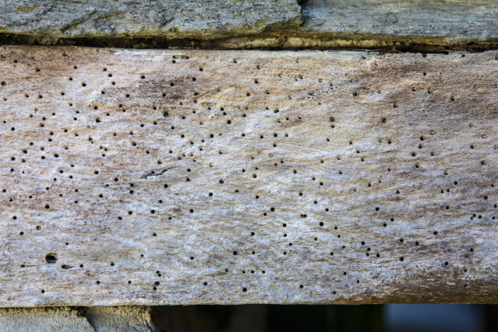A close-up image of a wooden plank with numerous tiny holes scattered irregularly across its surface, likely caused by insect activity. The wood appears weathered and worn, with a rough texture and varied coloration from light to dark brown, highlighting the need for effective pest control.