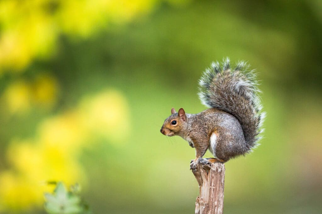 A squirrel with a bushy tail stands alert on the top of a wooden post. The background is a blend of green and yellow hues, suggesting a natural, possibly forested environment. While the scene is picturesque, it highlights the importance of effective pest control to maintain harmony in such areas.