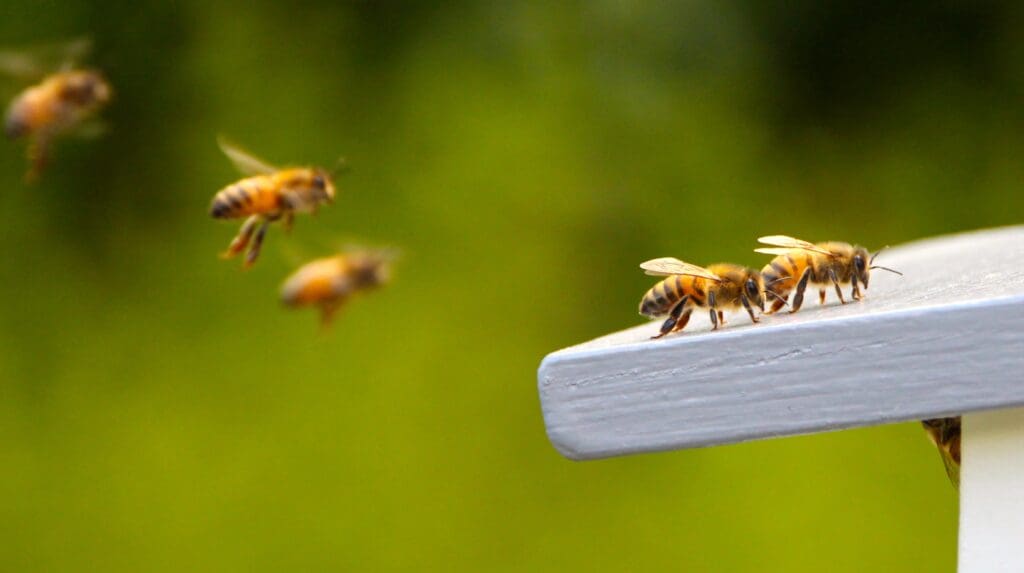 Several bees are flying toward a white surface. Some bees are already landed and appear to be interacting on the edge of the surface. The background is a blurred green, giving a sense of an outdoor, natural environment. This scene highlights the importance of effective pest control in maintaining bee populations.
