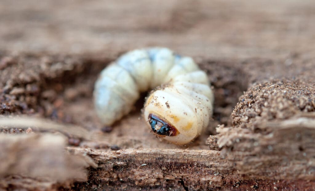 Close-up of a cream-colored larva with a segmented body, slightly curled up and lying on a rough, earthy surface. The insect's head, which has several dark orange and black features, is partially buried in the dirt – a familiar sight for those keen on pest control.