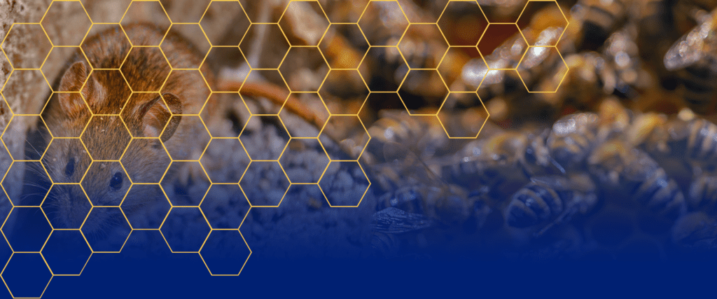 A rodent, likely a mouse, is partially visible on the left side of the image, peeking through a honeycomb pattern. The background features a blurred scene of numerous bees. The honeycomb pattern fades into a solid blue area at the bottom of the image, subtly hinting at pest control.