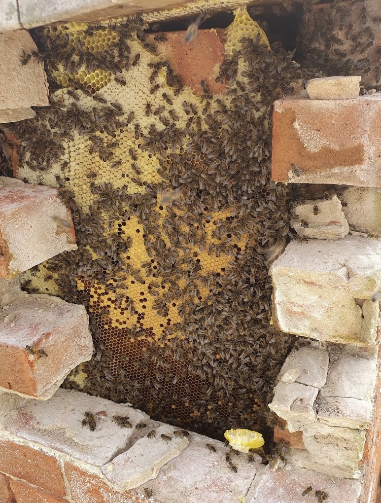 A swarm of bees clustering around honeycomb built inside the crevice of a brick wall. Several bricks are displaced, revealing the bees and honeycomb. The honeycomb is partially covered by bees, with some exposed cells filled with honey, prompting immediate pest control measures.