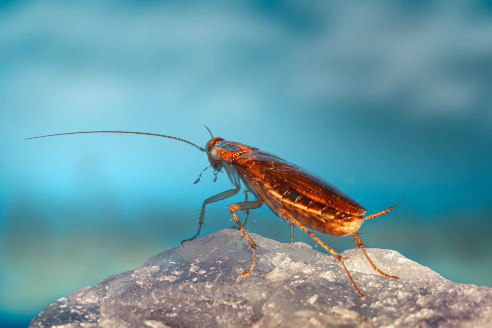 A close-up image of a brown cockroach on a rock, showcasing its long antennae and detailed body. The background is blurred with a blue hue, highlighting the importance of pest control in maintaining clean environments.