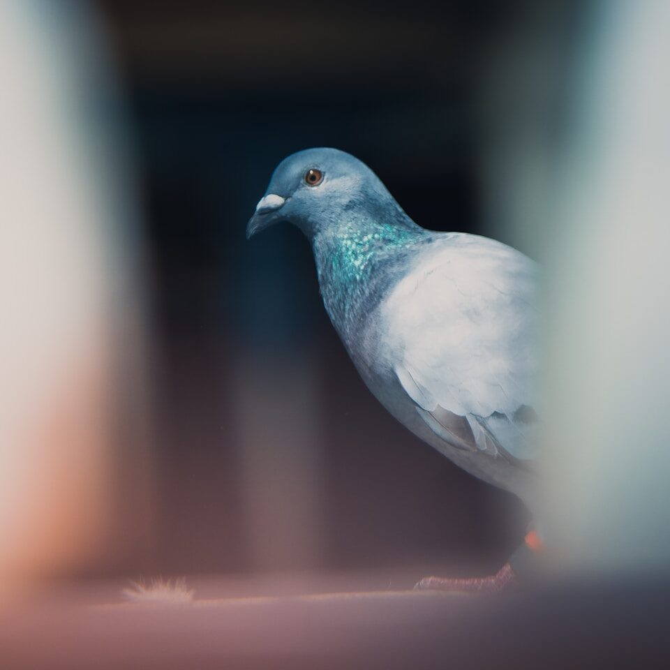 shallow focus photography of gray pigeon