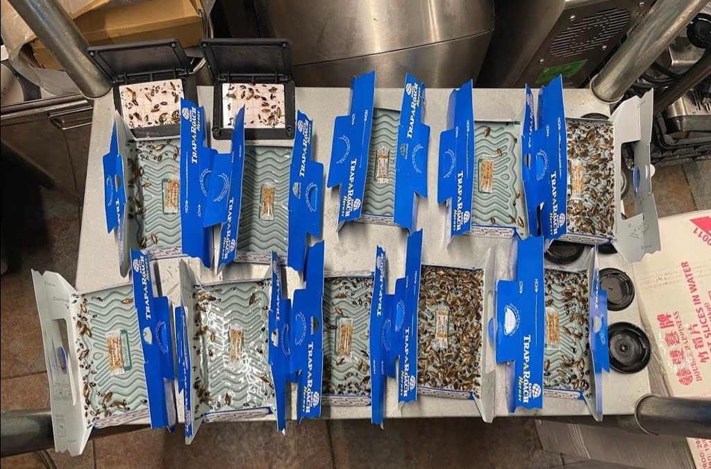 Several blue and white traps are laid out on a metal table, each filled with numerous dead insects. The traps have a zigzag pattern on the sticky surface, effectively capturing the bugs. This pest control setup appears to be in a kitchen or maintenance area.