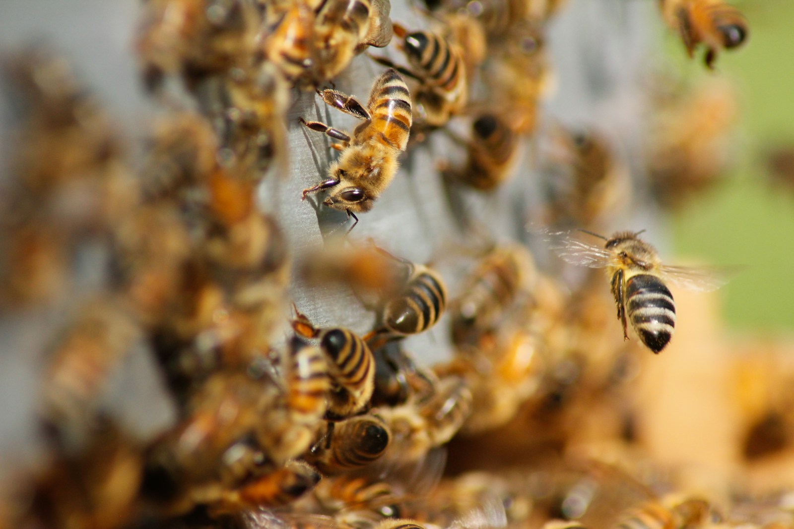 A close-up of numerous honey bees buzzing and clustering together. One bee in the foreground is in flight, showing detailed stripes on its body. The background is a blur of more bees and hive activity, resembling a bustling scene typically monitored by pest control for ensuring healthy hives.