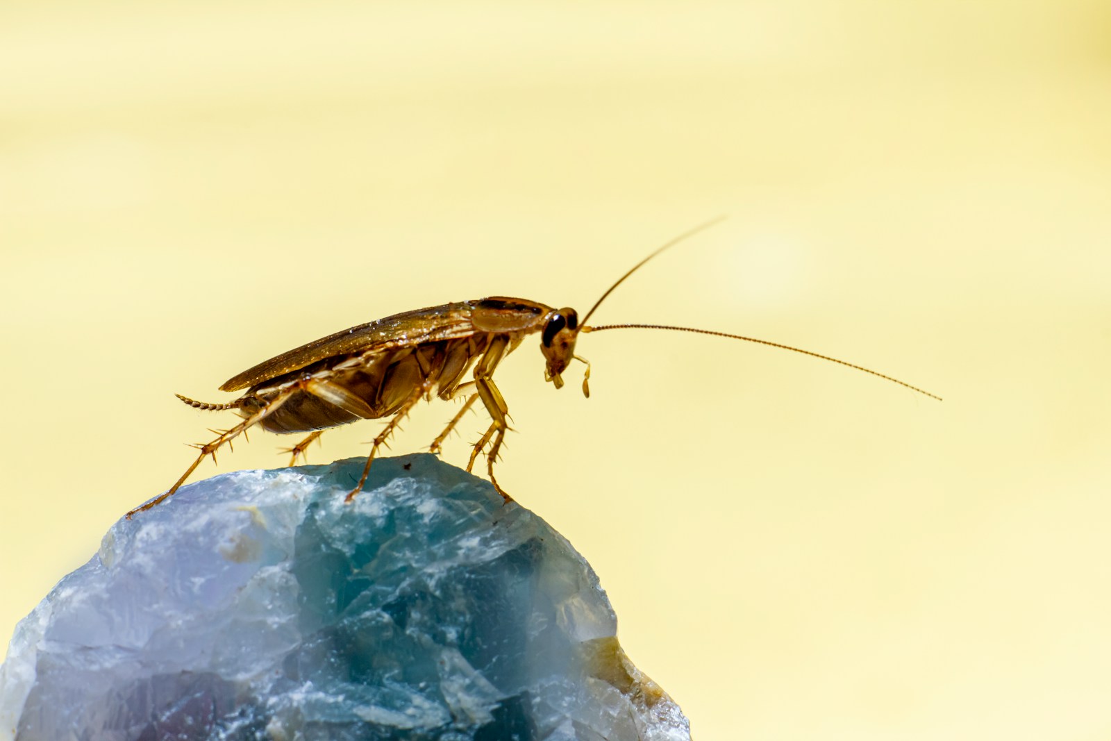 A close-up of a brown cockroach standing on a rough, translucent blue-green mineral. The insect's long antennae are extended, and delicate details of its legs, wings, and body are visible against a light yellow background—making it clear why pest control is essential.