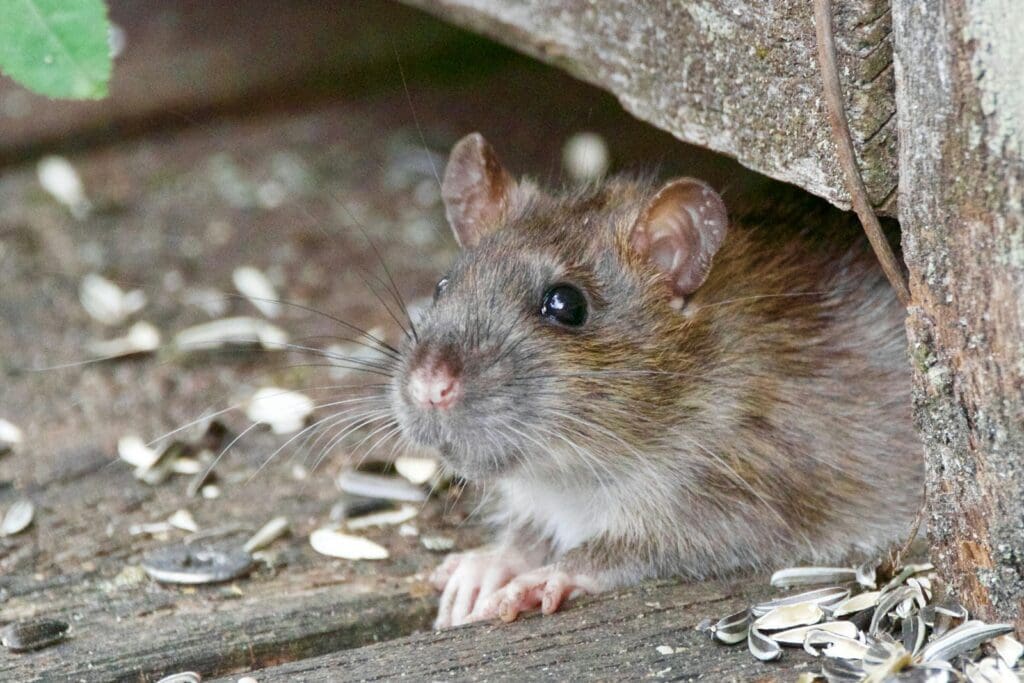 A small brown mouse with a white belly peers out from a wooden crevice. Sunflower seed shells are scattered around on the wooden surface. The mouse has large dark eyes, long whiskers, and slightly pink-tipped ears—an adorable sight but a reminder of the importance of pest control.