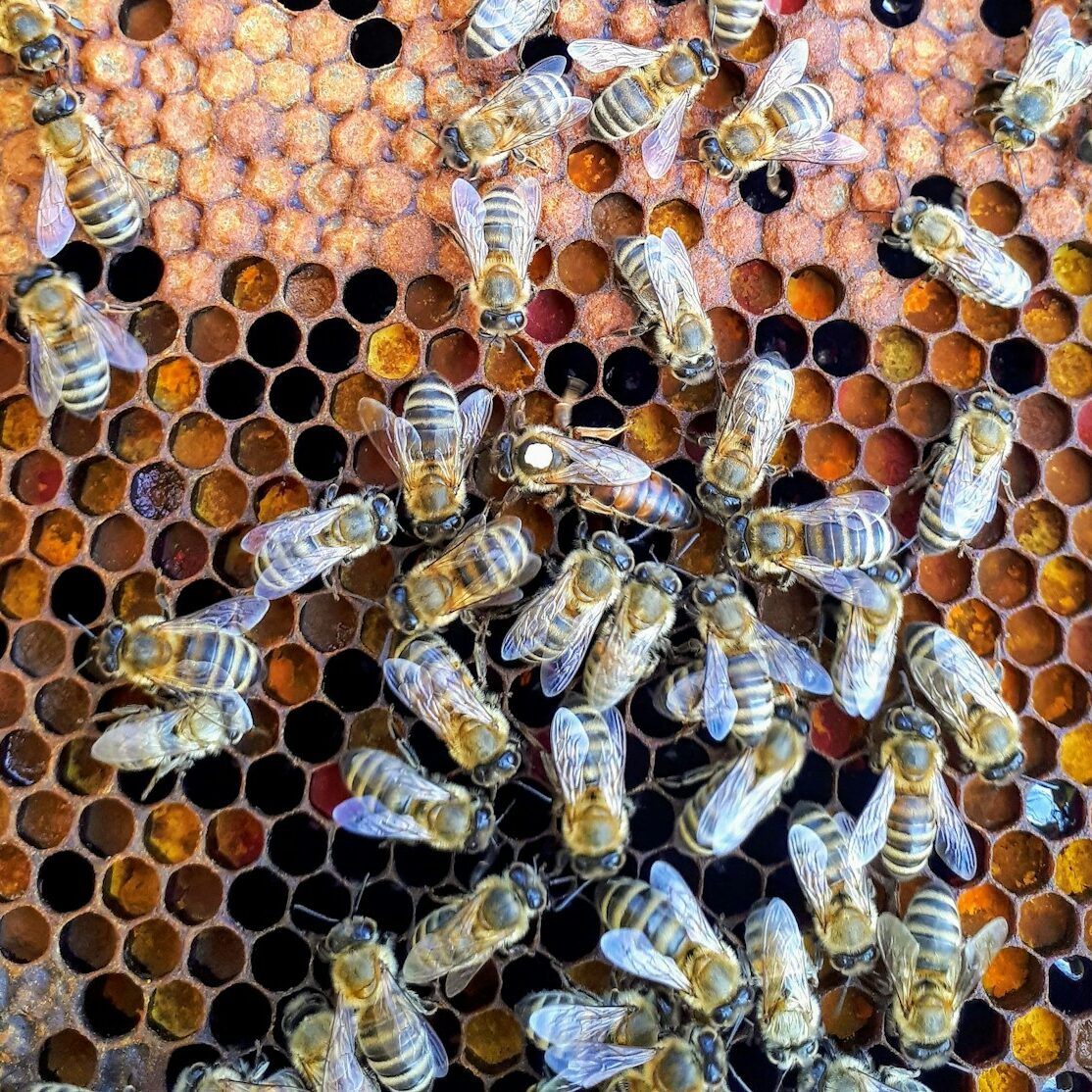 bees on honeycomb