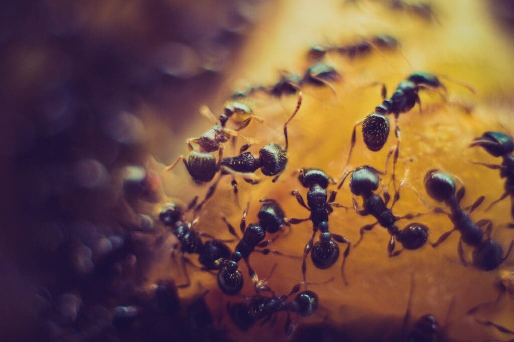 Close-up of numerous black ants clustered together on a yellowish-orange surface, possibly food. The background is blurred, highlighting the ants' detailed bodies and creating a contrast with the vibrant surface they are on—an ideal snapshot for illustrating pest control concerns.