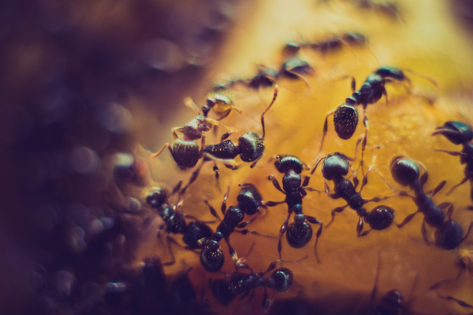 Close-up of numerous black ants clustered together on a yellowish-orange surface, possibly food. The background is blurred, highlighting the ants' detailed bodies and creating a contrast with the vibrant surface they are on—an ideal snapshot for illustrating pest control concerns.