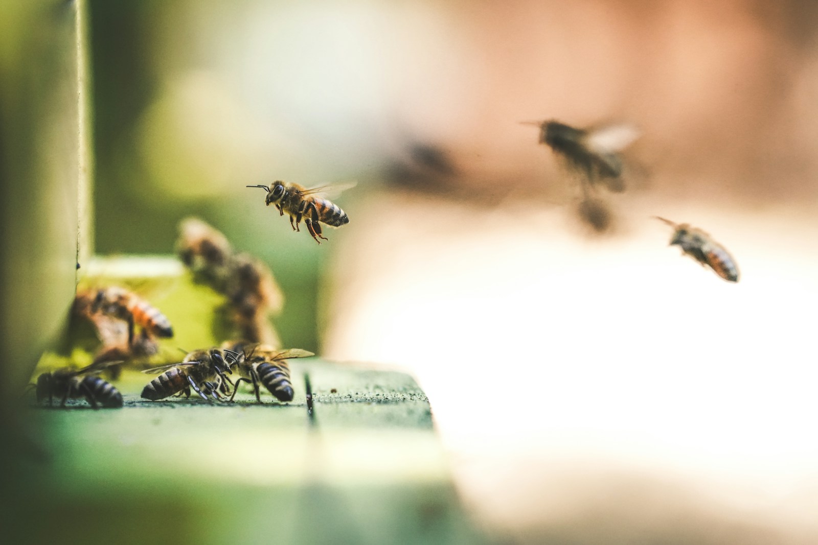 Close-up of several bees in motion; some are in flight, while others are landing on or near a green wooden surface, likely part of a hive. Background is blurred with warm lighting, emphasizing the bees' activity and motion—a vivid reminder of nature's balance and the importance of pest control.