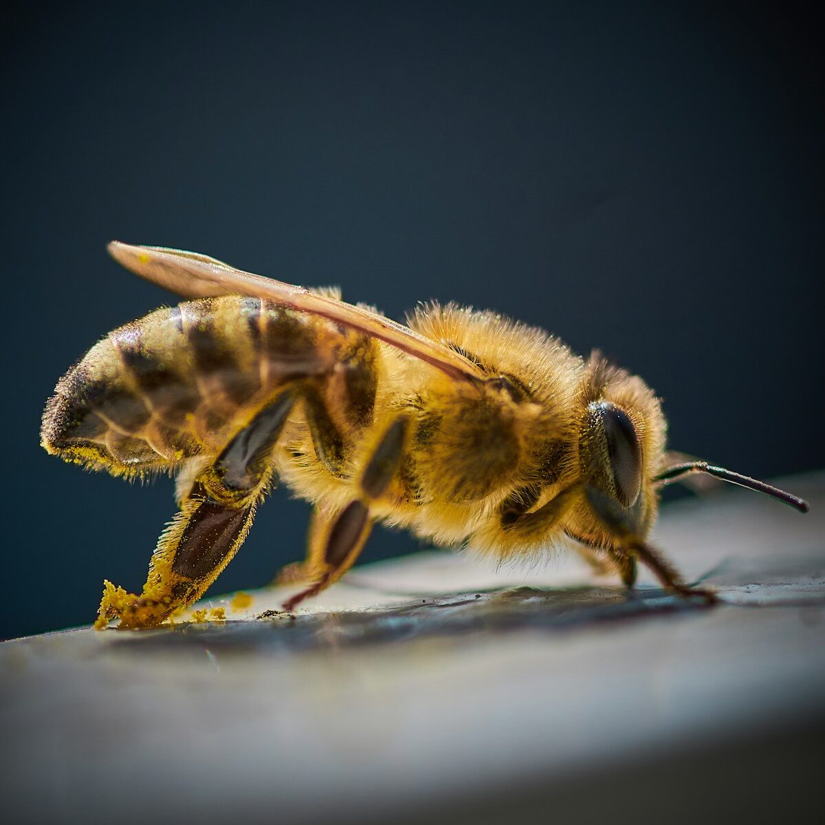 yellow and black bee on black surface