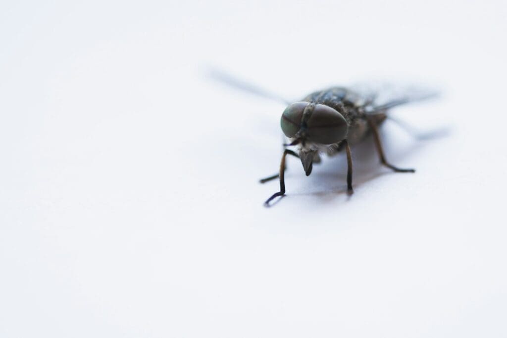 Close-up image of a housefly against a white background. The fly is in sharp focus, prominently displaying its large compound eyes, wings, and legs. The minimalistic background emphasizes the intricate details of this common subject of pest control.