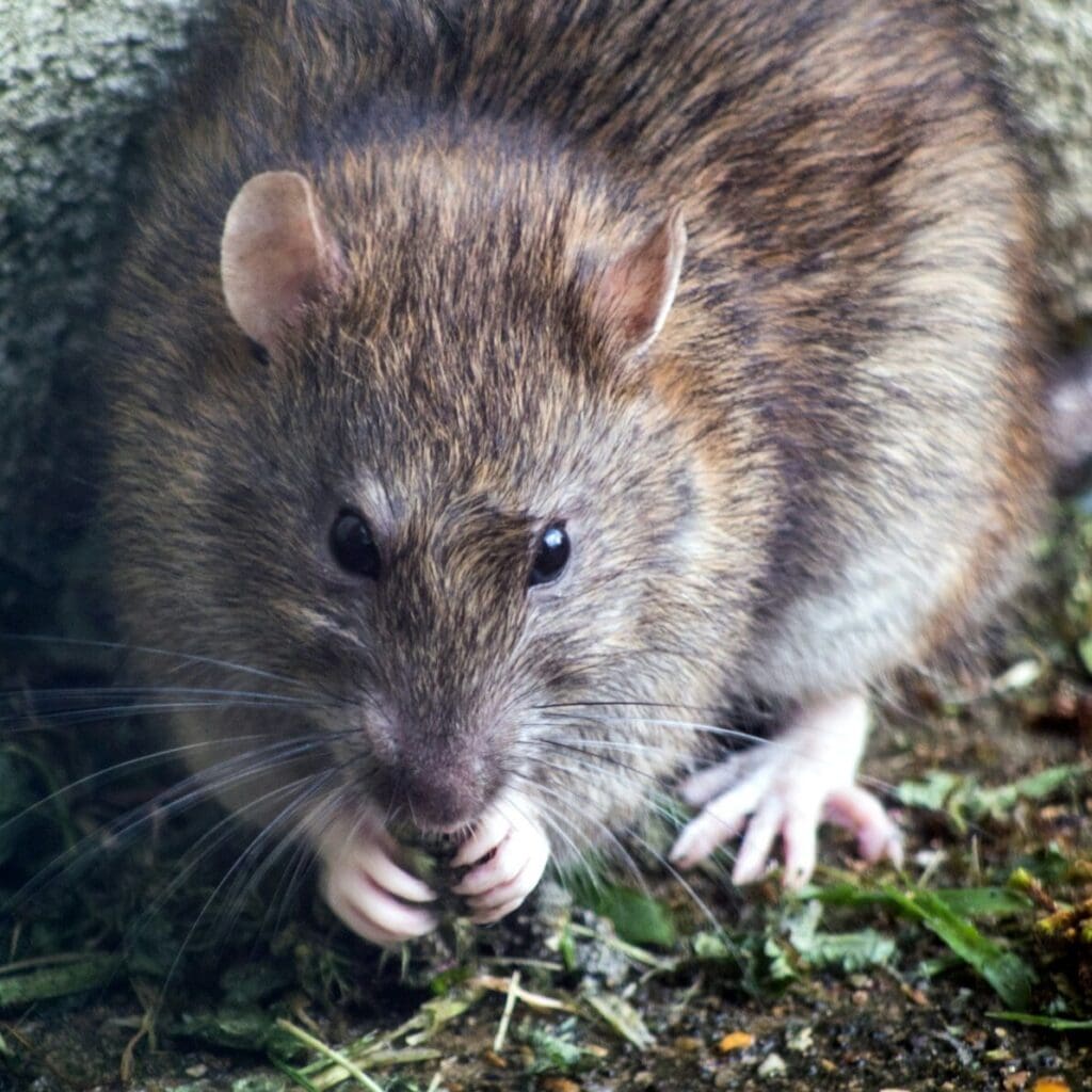 A close-up of a brown rat standing on a patch of grass. The rat is facing the camera, holding a small piece of food with its front paws near its mouth. Its fur is dark brown with lighter tones, and its long whiskers and round ears are clearly visible—highlighting the importance of pest control.