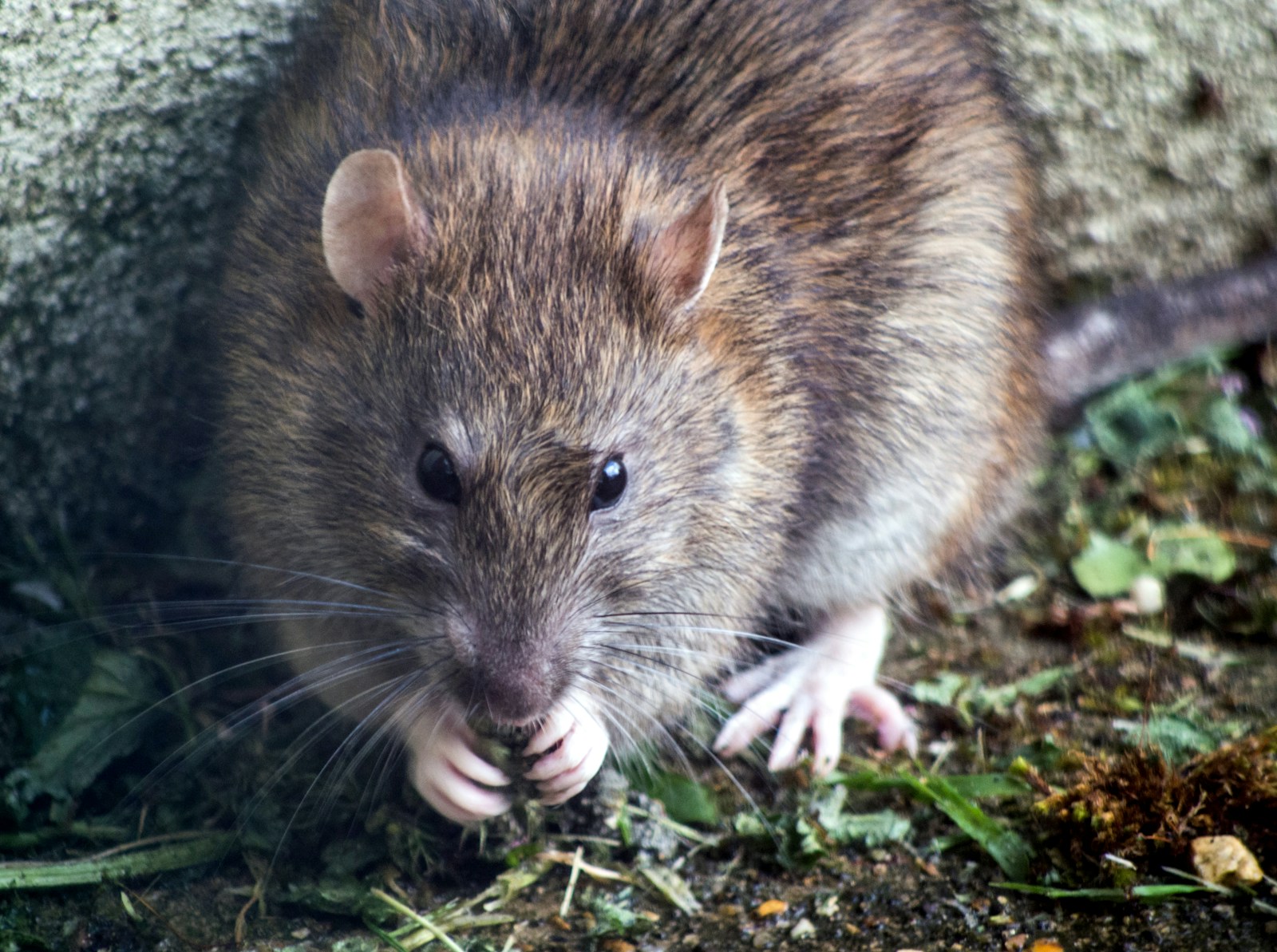 A brown rat with white paws is sitting on the ground, nibbling on some food. Its fur is slightly ruffled, and it has small, round ears and dark eyes. The ground is covered in scattered bits of vegetation and dirt—an all-too-common scene for those familiar with pest control efforts.