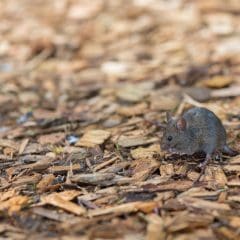 A small mouse with grayish-brown fur is foraging on the ground covered in wood chips and bark, indicative of a natural outdoor setting. Positioned slightly to the right of the image's center, this scene underscores the importance of effective pest control in such environments.