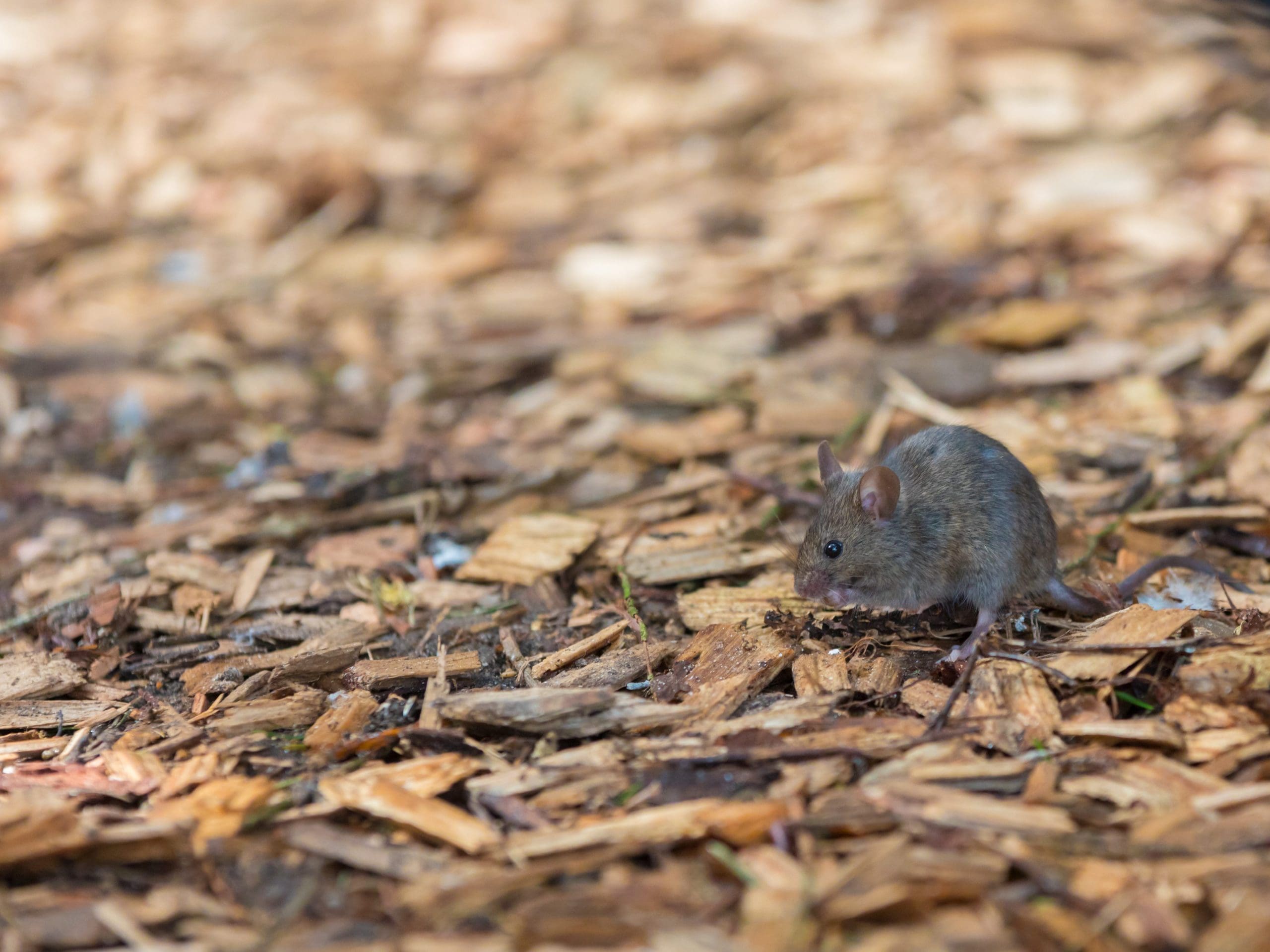 A small mouse with grayish-brown fur is foraging on the ground covered in wood chips and bark, indicative of a natural outdoor setting. Positioned slightly to the right of the image's center, this scene underscores the importance of effective pest control in such environments.