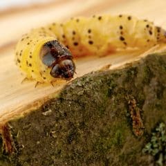 Close-up image of a yellow caterpillar with black spots on a piece of wood. The caterpillar is curled slightly, and its darker head is prominent in the foreground. The wood's surface and tree bark are partially covered with green moss, often inspected during pest control efforts.