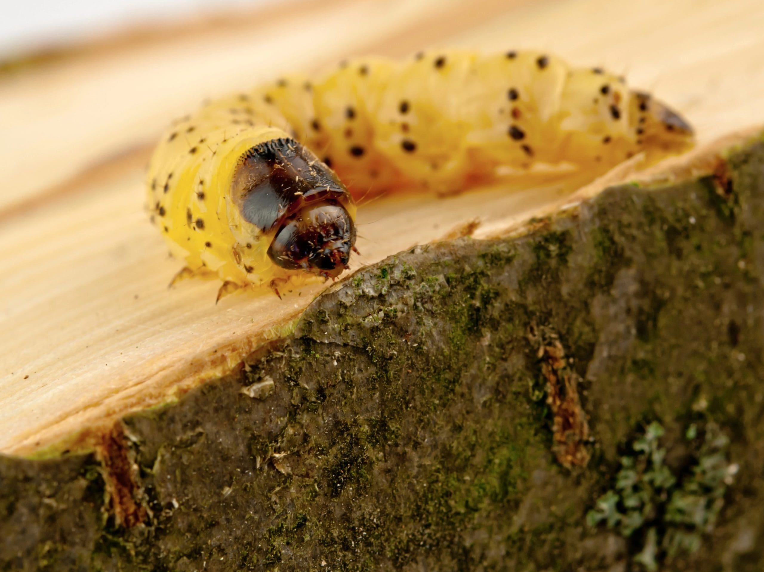 Close-up image of a yellow caterpillar with black spots on a piece of wood. The caterpillar is curled slightly, and its darker head is prominent in the foreground. The wood's surface and tree bark are partially covered with green moss, often inspected during pest control efforts.