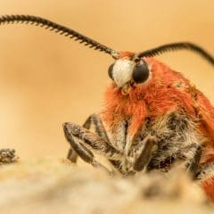 Close-up of a red and black furry moth, showing large black eyes, antennae, and detailed head features against a blurred sandy background—a crucial target for effective pest control measures.