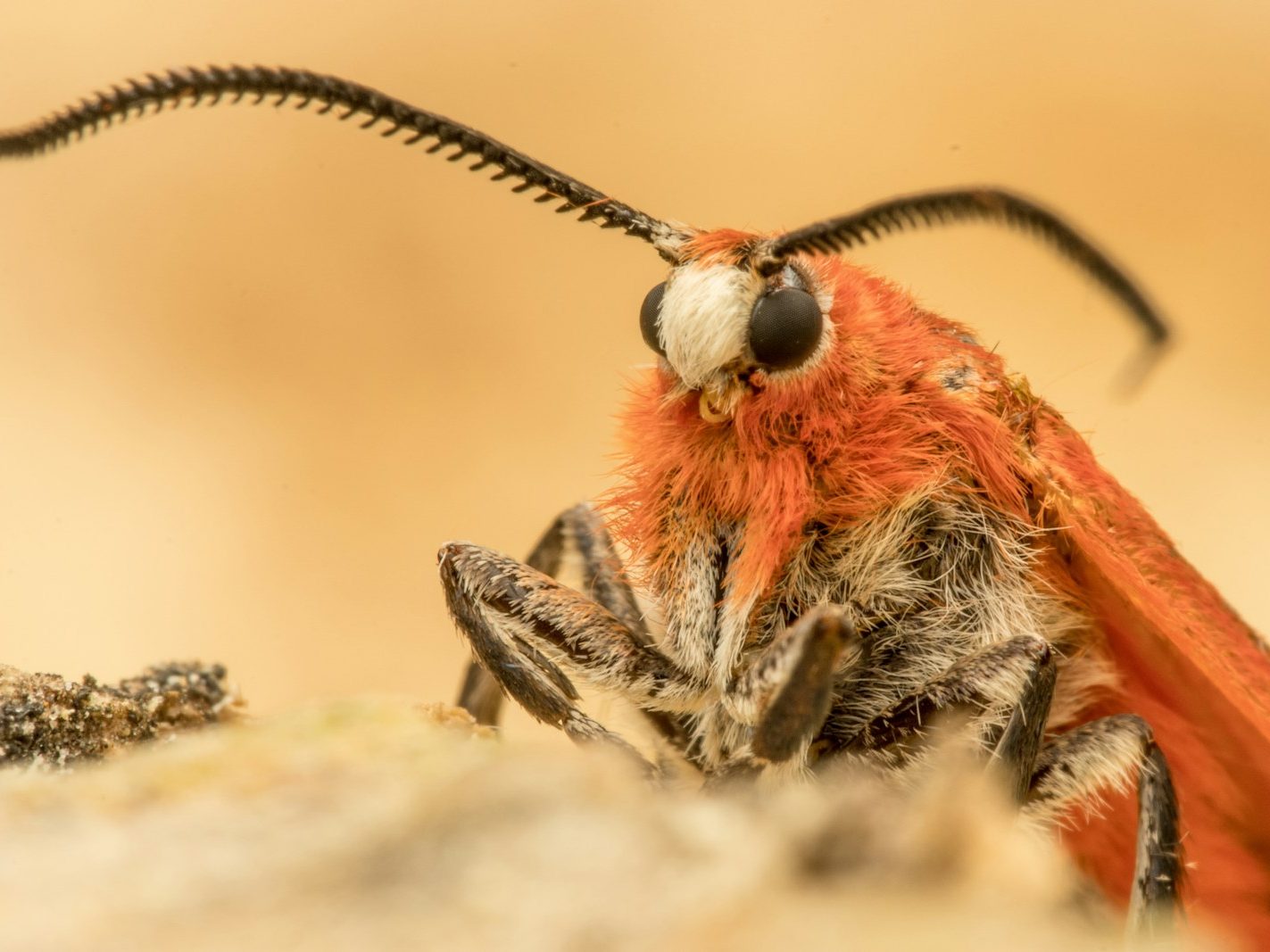 Close-up of a red and black furry moth, showing large black eyes, antennae, and detailed head features against a blurred sandy background—a crucial target for effective pest control measures.