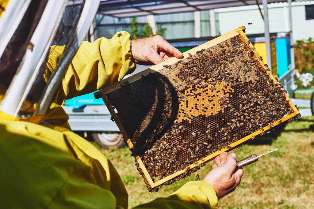 A beekeeper in a yellow suit holds a wooden frame covered with bees and honeycomb, inspecting the hive outdoors on a sunny day.
