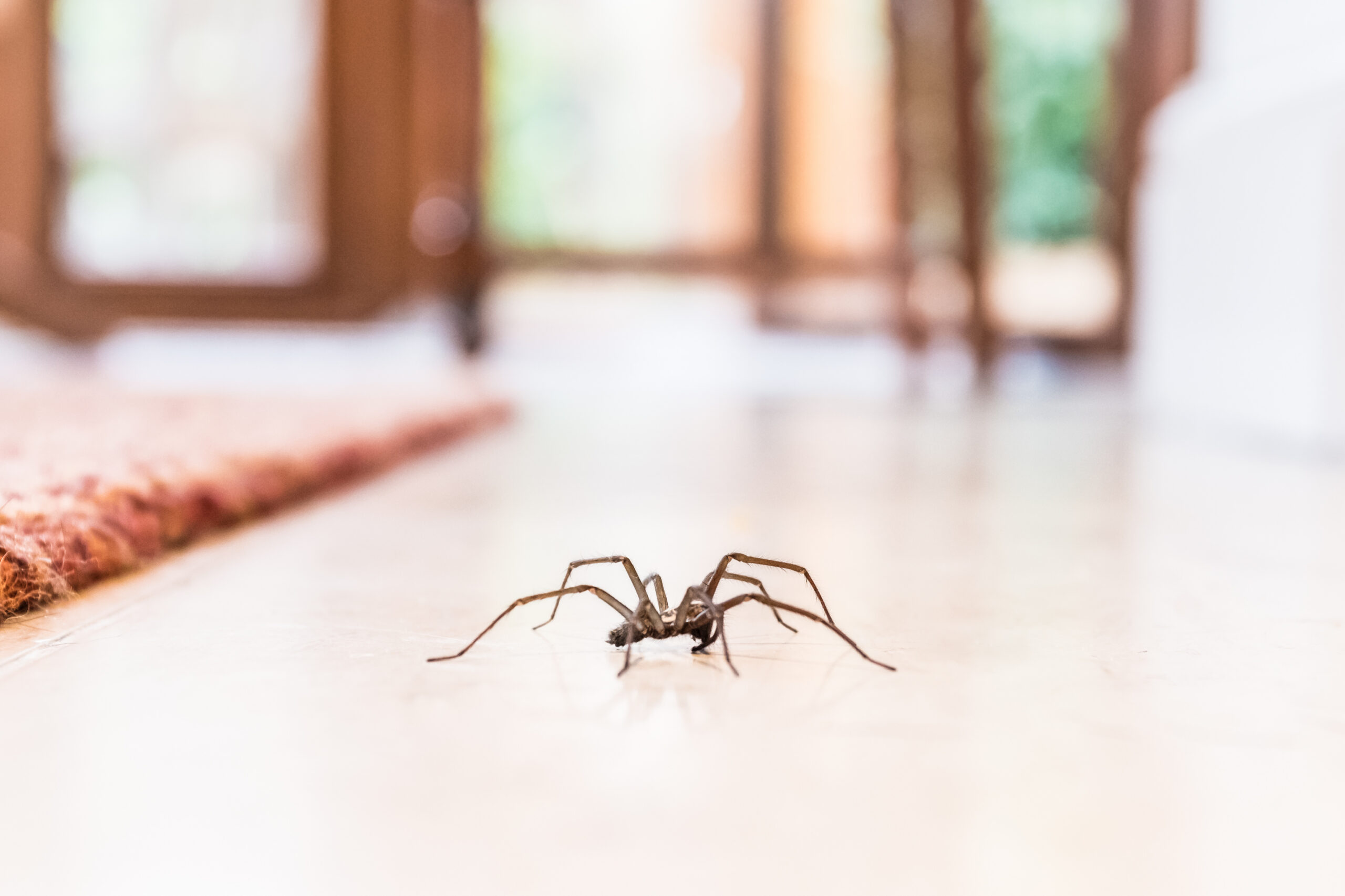 A close-up of a spider on a light-colored floor indoors, with a blurred background showing a door and some furniture.