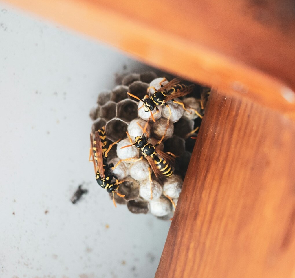 Several wasps gather on a small, gray, honeycomb-like nest attached to a wooden surface in the corner of a structure. The wasps have yellow and black striped bodies.