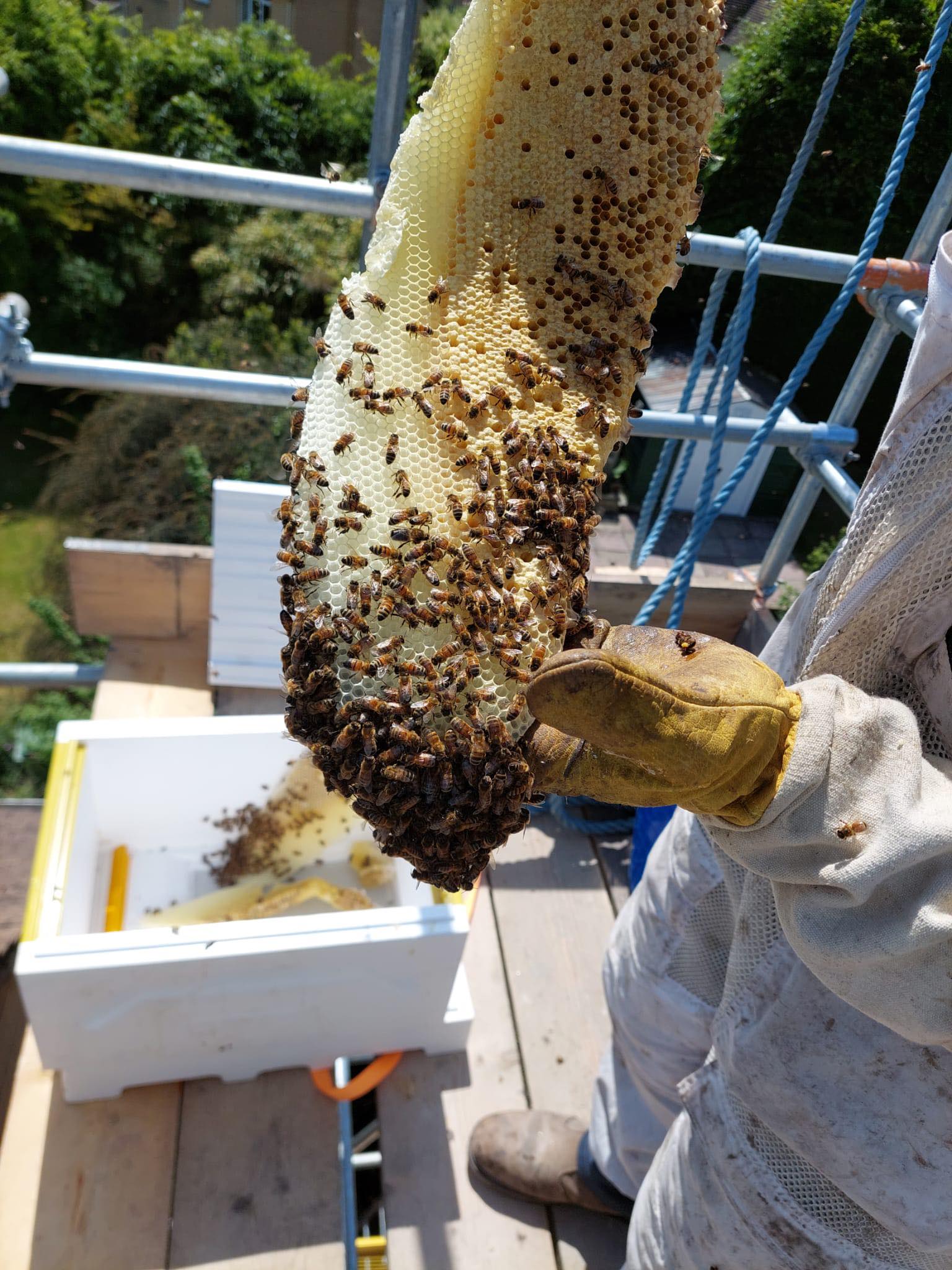 A beekeeper wearing protective gear holds a large honeycomb covered with bees over a white container outdoors, with trees and building materials in the background.
