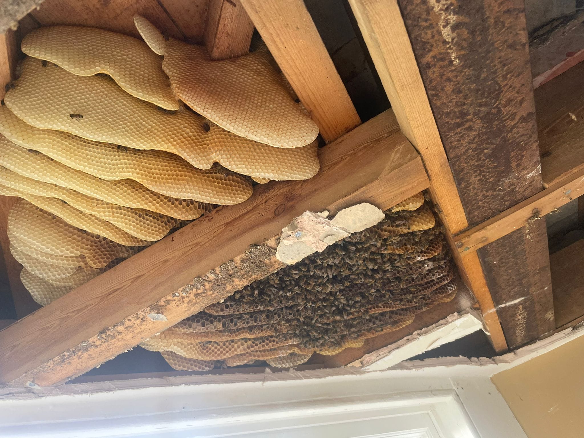 Honeycomb and a large bee colony are visible between exposed wooden beams in a ceiling, with some honeycomb sections appearing empty and others covered with bees.
