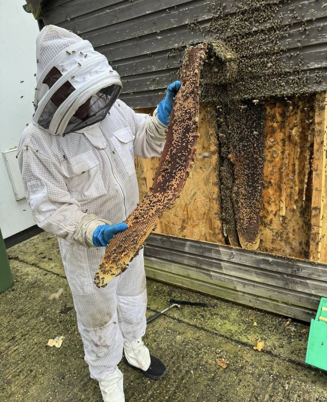 A beekeeper in protective gear holds a large section of honeycomb removed from a wall, with bees clustering around the exposed area and honeycomb.