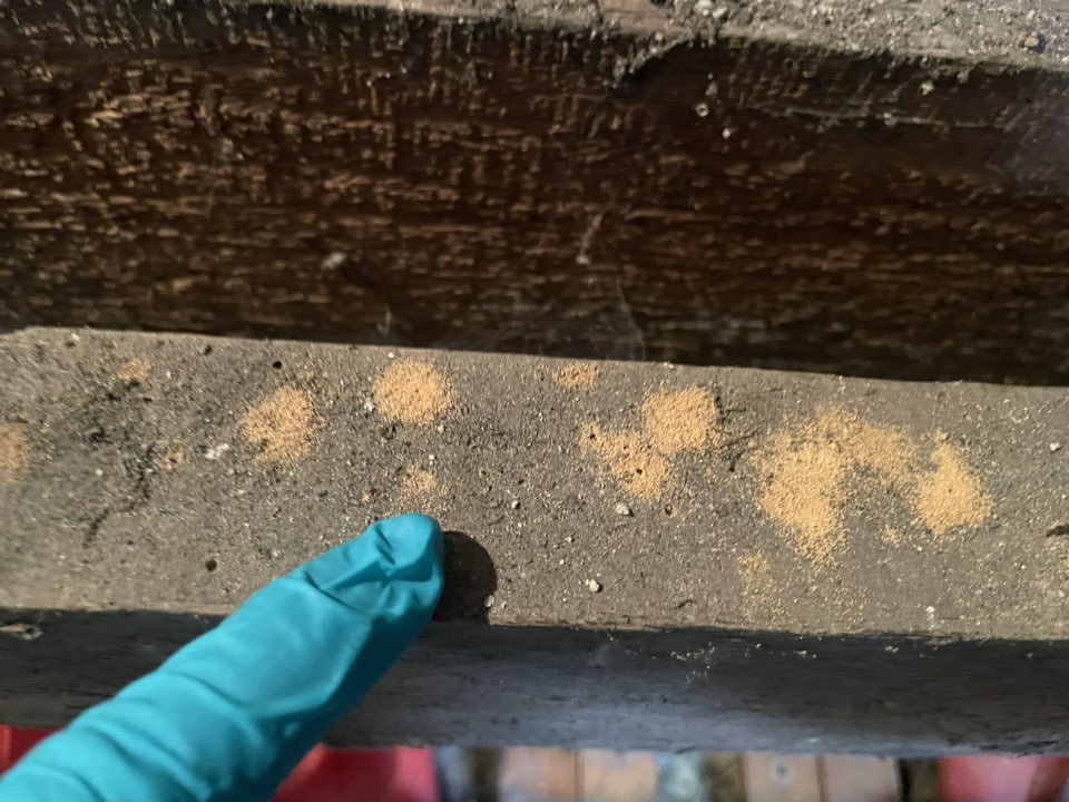 A gloved finger points to small patches of orange mold or dust on a dusty wooden beam, with another dark, weathered wooden surface above.