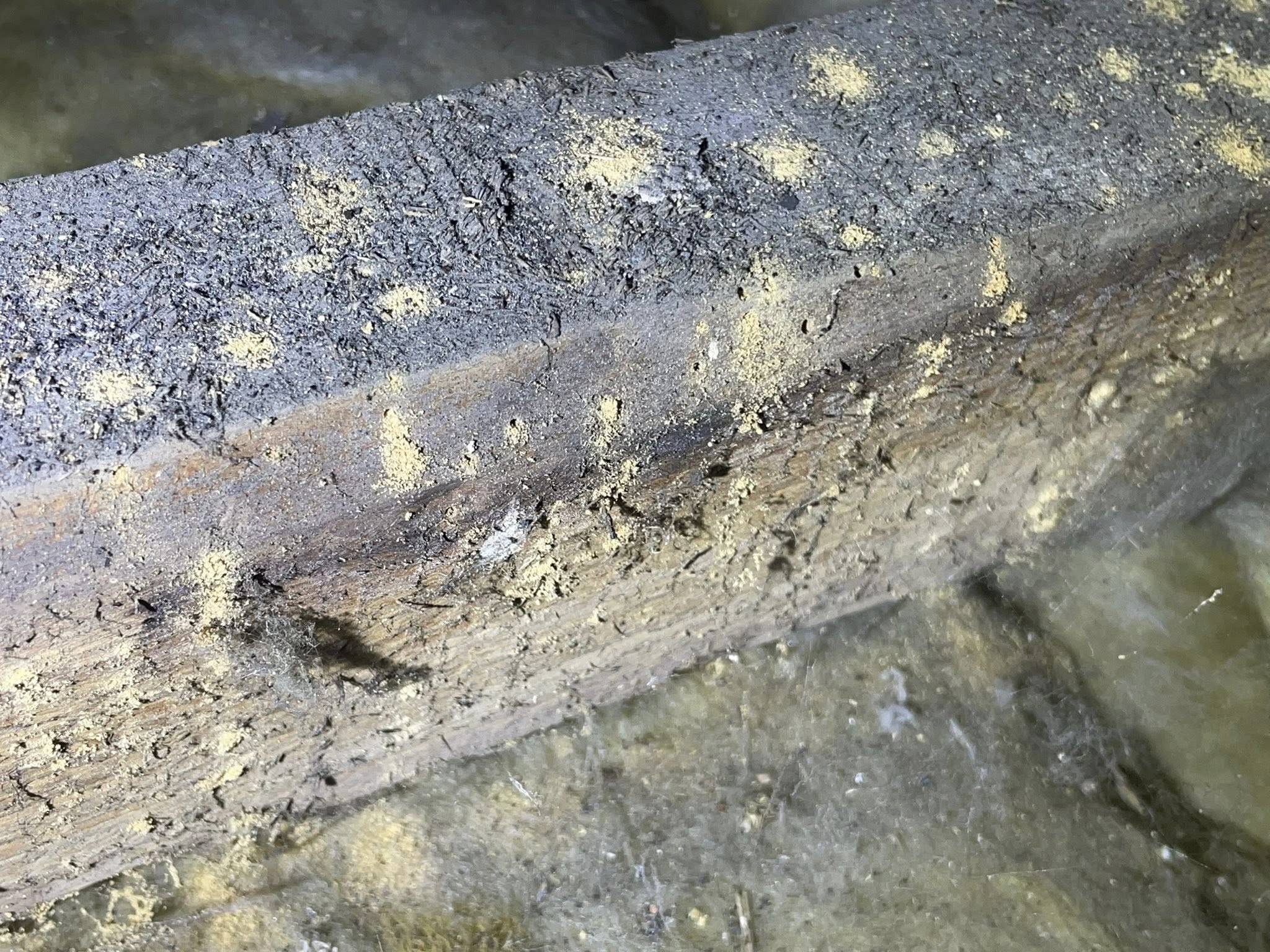 A close-up of a wooden beam with yellowish mold and dust patches in an attic or crawl space, with insulation material visible below.