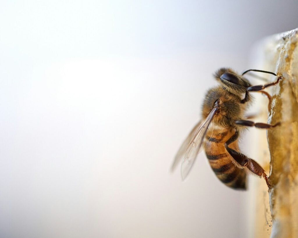 A close-up of a honey bee standing on the edge of a honeycomb, with its wings visible and background softly blurred.