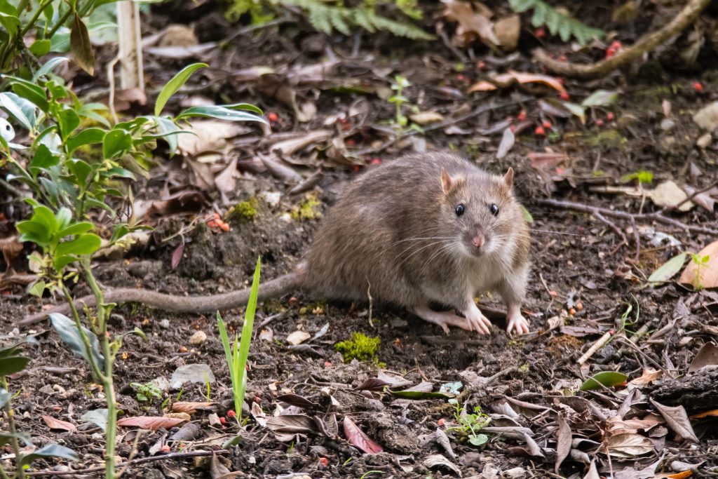 A brown rat with a long tail stands on soil covered with dry leaves and small plants in a garden or forested area, looking towards the camera.