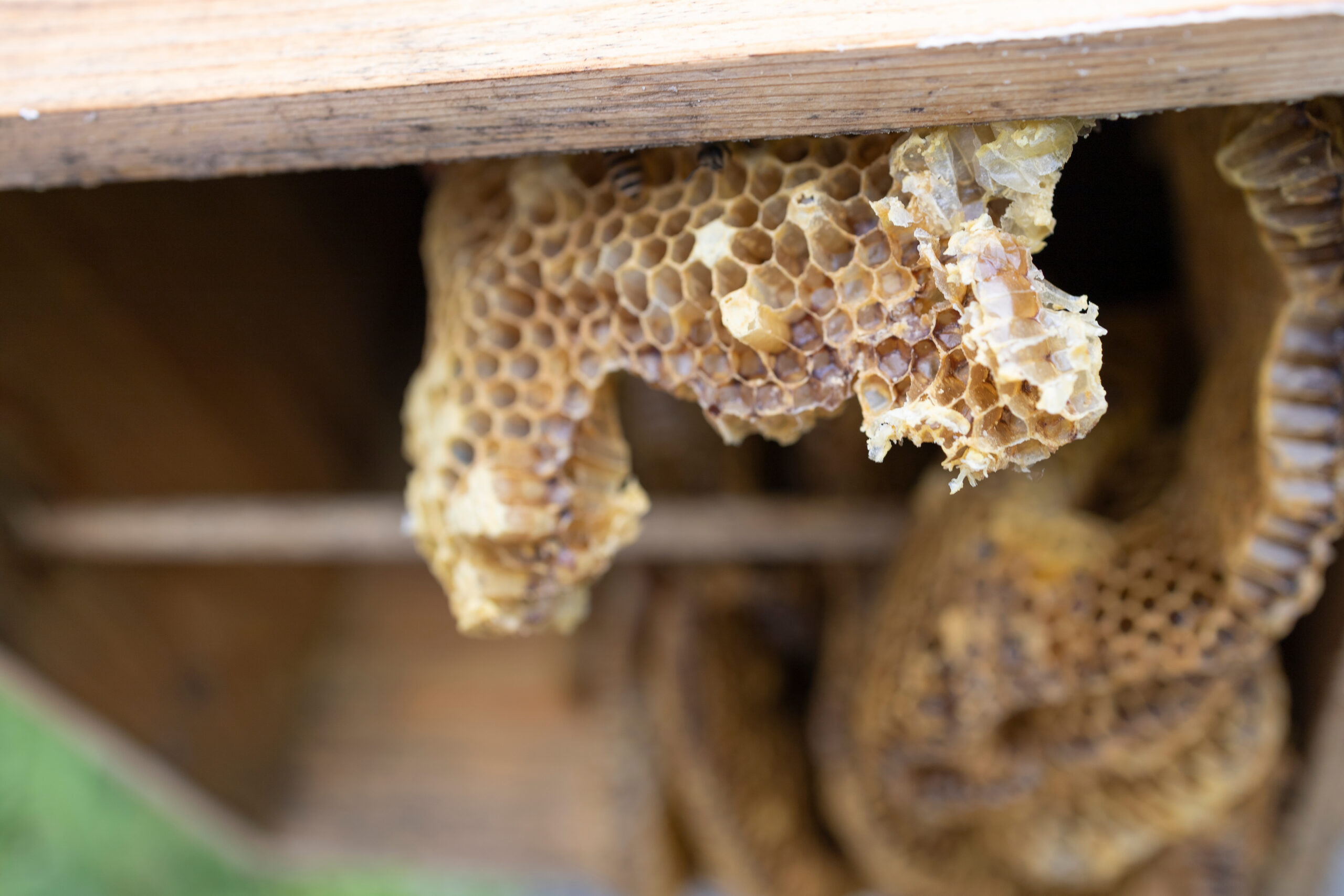 Honeycomb structure with hexagonal wax cells hanging from a wooden frame inside a beehive, showing natural honeycomb texture and partially filled cells.