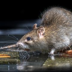 A brown rat with wet fur and long whiskers stands on a piece of wood at the edge of shallow water, drinking, with a dark background.