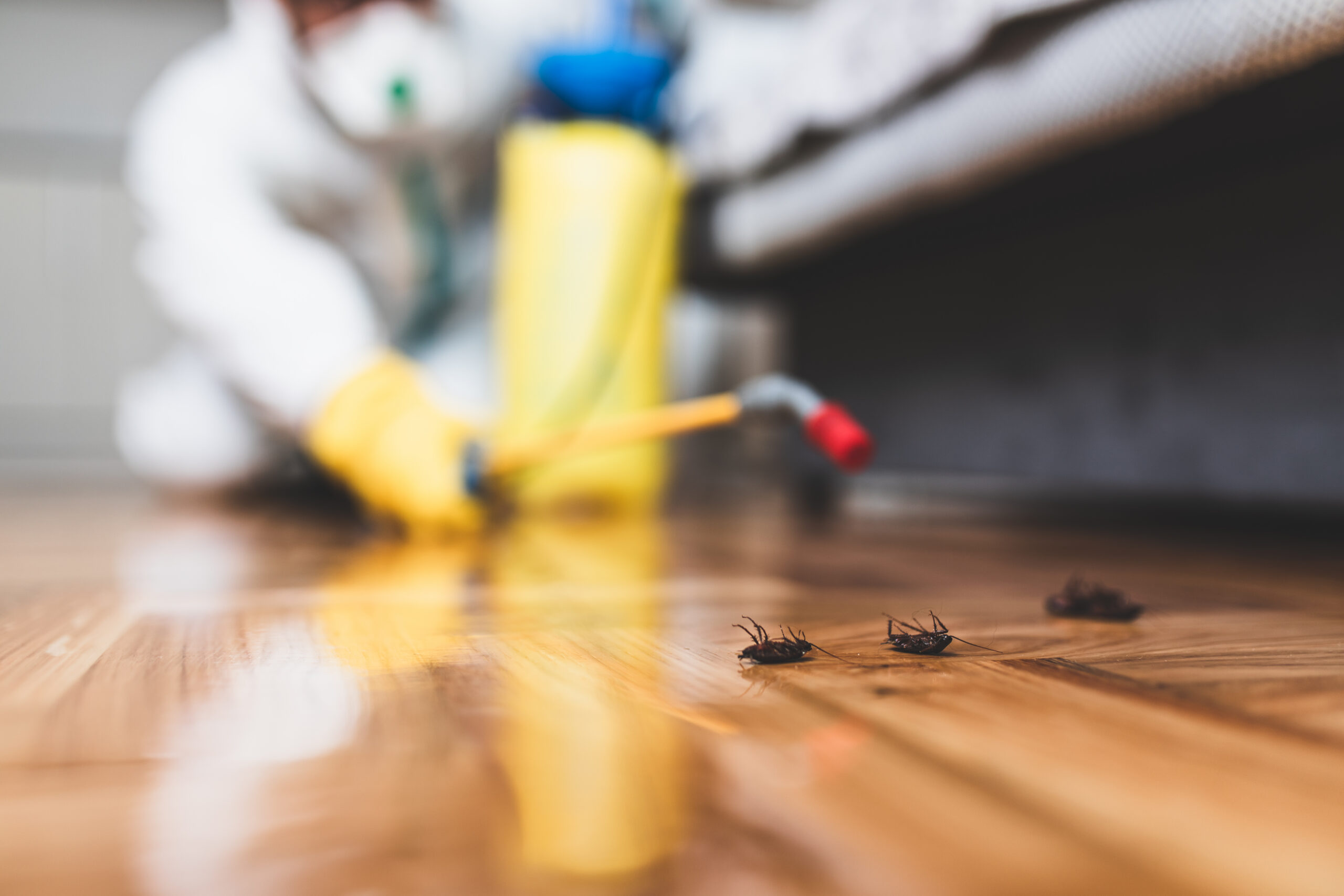 A person in protective gear sprays pesticide on a wooden floor near a wall, with several dead cockroaches visible in the foreground.