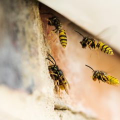 Four yellow and black wasps flying near the entrance to their nest in a brick wall, with one wasp partially inside the nest and others hovering nearby.