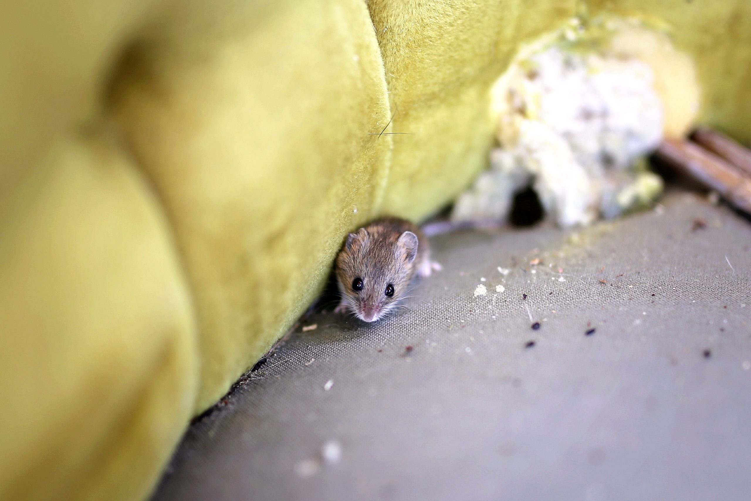 A small brown mouse peeks out from between a green couch cushion and the seat, with crumbs, debris, and a hole in the upholstery visible nearby.